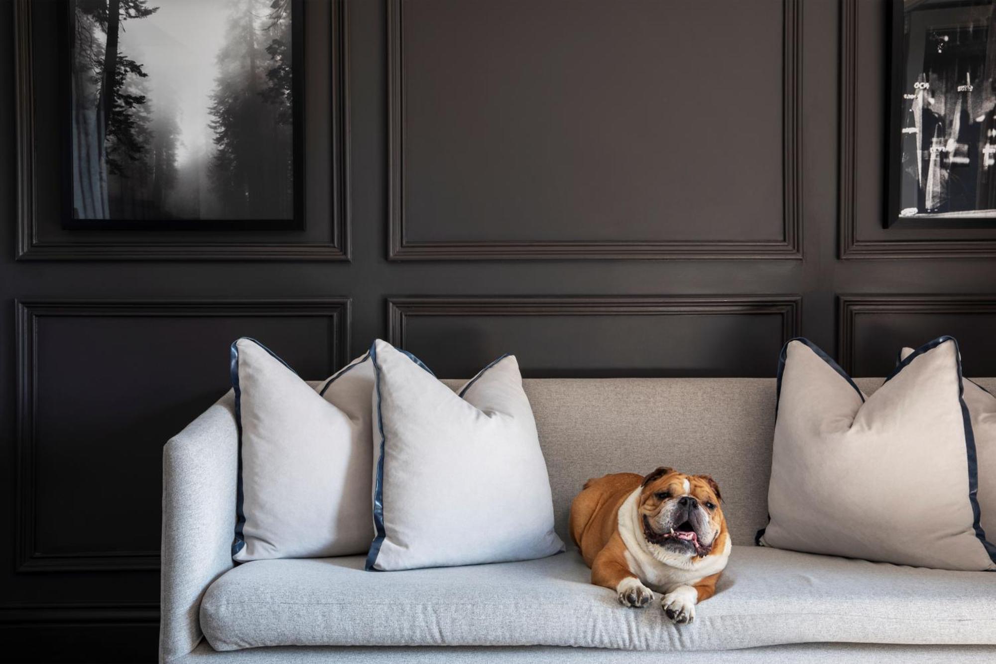 Seven Villa Hotel&Spa Johannesburg Buitenkant foto A dog on a sofa